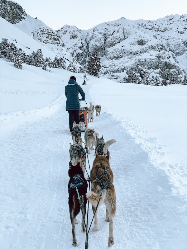 Huskies trainano slitta sleddog Trentino Alto Adige